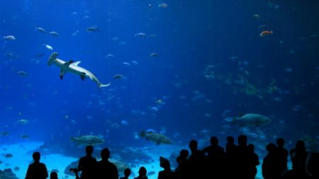 France: 30 requins-marteaux de l’aquarium Nausicaà morts prématurément entre 2011 et 2019