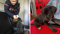 Seine-et-Marne : un tout petit chiot sauvé par les pompiers est adopté par la caserne et en devient la mascotte