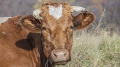 Il découvre une vache de 600 kg en train de faire trempette dans sa piscine, les pompiers interviennent