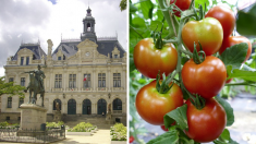 Bio et local : la mairie de Vannes crée sa propre régie de maraîchage, une 1ère  pour une ville de Bretagne