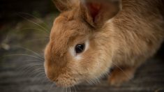 Un incendie se déclare dans la cuisine, le lapin donne l’alerte