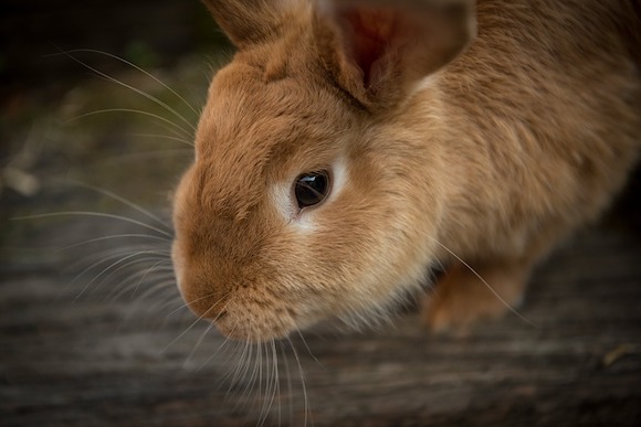 Le four électrique s'enflamme, leur lapin leur sauve la vie. (Photo d'illustration : Pixabay)