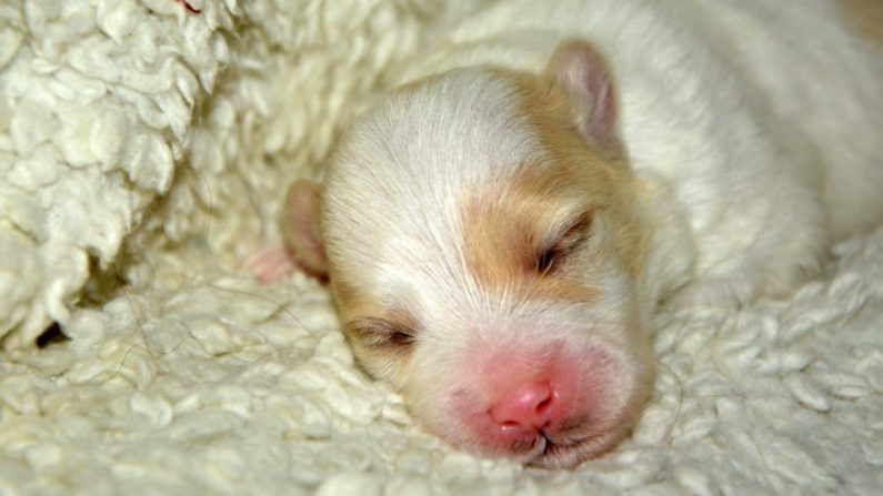 Photo d'un chiot qui dort.  (Good Free Photos)