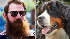 Les hommes qui ont une barbe abritent «significativement» plus de bactéries que les chiens, d’après une étude