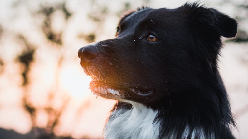 Une photo d'archives d'un border collie (Tadeusz Lakota/Unsplash)