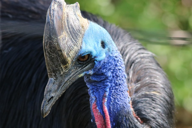 Les autorités croient qu'un oiseau comme celui-ci a tué son propriétaire lorsqu'il l'a attaqué sur sa propriété près de Gainesville, en Floride, le 12 avril 2019. (Image d'illustration, Pixabay)