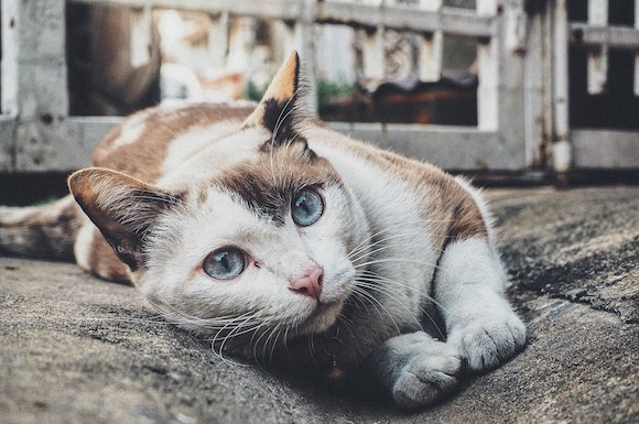 Un jeune chat de 10 mois surnommé Fioki s'est retrouvé bloqué dans une gaine électrique. (Photo d'illustration : Pixabay)