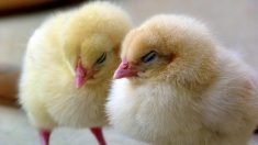 Pâques : polémique autour de poussins offerts aux élèves d’une école maternelle