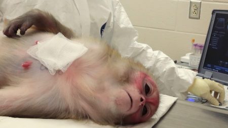 Des scientifiques chinois implantent des gènes du cerveau humain chez des singes