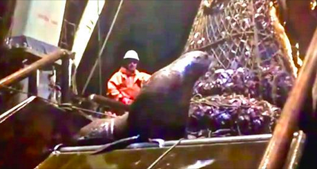 Une otarie se fait prendre dans un filet de pêche bien rempli, mange le poisson et refuse de quitter le navire