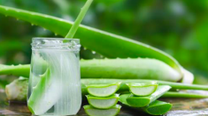 Les 9 bienfaits de l’aloe vera – le n°4 : combattre les tumeurs et stimuler le système immunitaire