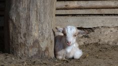 Pyrénées-Orientales : une « ferme de l’horreur » découverte par la gendarmerie