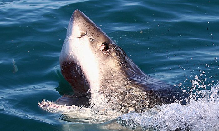 Un grand requin blanc sur une photo d'archives (Ryan Pierse/Getty Images)