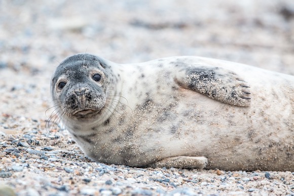 Deux corps de phoques ont été retrouvés dans le département du Finistère. La gendarmerie maritime lance un appel à témoignages. (Photo d'illustration : Pixabay)