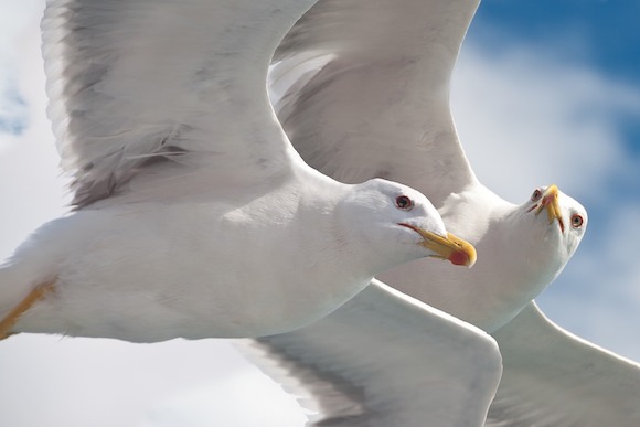 Les goélands, une espèce protégée. (Photo d'illustration : Pixabay)