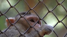 Chine : des scientifiques implantent à des singes un gène du cerveau humain