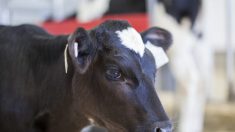 Une créature inhabituelle repérée parmi un groupe de vaches