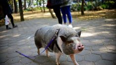 Un porc de compagnie évadé abattu par un voisin « serviable » en Californie