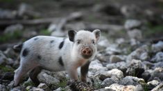 Morbihan: la petite truie adoptée par une famille a été abattue pour finir en rillettes