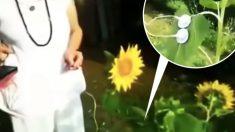 Une dame enregistre des tournesols qui chantent – on pourrait trouver que leur musique semble venir d’une autre dimension