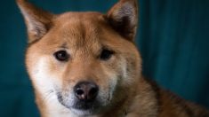 Une vidéo montre un étudiant versant de l’eau bouillante sur un chien en cage, puis le battant en l’insultant