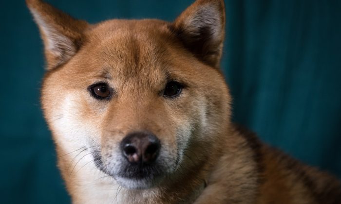 Un shibu inu, lors d'une compétition. (Matt Cardy/Getty Images)
