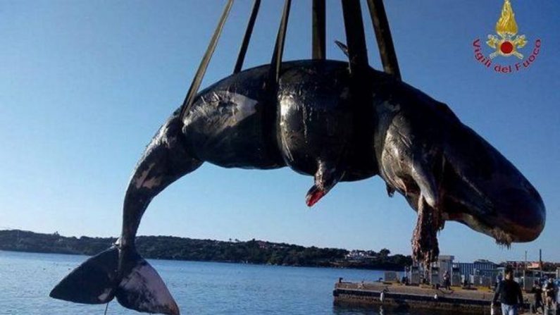 Une baleine pleine s'est échouée sur les côtes italiennes fin mars 2019 (Vigili del Fuoco - pompiers)