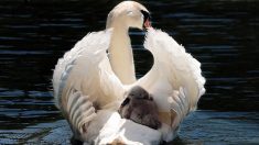 Alsace : une trentaine de cygnes retrouvés morts suite à une infection du pain jeté dans l’eau