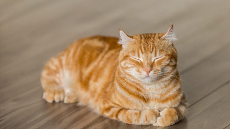 Un chat tigré sur un parquet. (Michael Sum/Unsplash)
