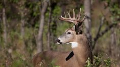 Australie : un cerf tue un homme et blesse grièvement une femme