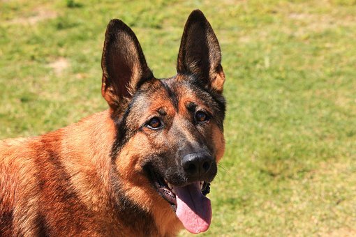 Chien malinois de la gendarmerie de haute montagne. (Photo d'illustration : Pixabay)