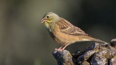 Une étude confirme que la chasse à l’ortolan accélère son déclin