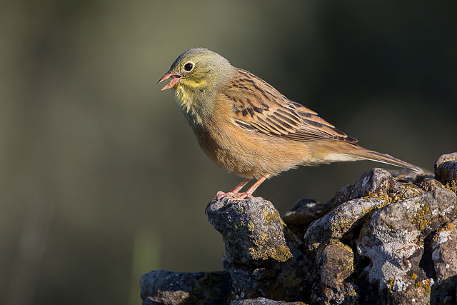 -« Prélever 30.000 ortolans en automne parmi ceux qui passent en France, c'est une part non négligeable de contribution au déclin de l'espèce », dit Frédéric Jiguet, professeur au musée d’histoire naturelle. Photographe Pierre Dalous de Wikipédia.