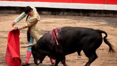 Corrida : retour prévu dans les nouvelles arènes de la ville de Lunel