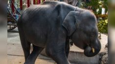 Un éléphanteau nommé ‘Dumbo’ meurt après s’être cassé les jambes dans un zoo thaïlandais