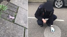 Des agents policiers trouvent un minuscule animal dans une rue de Londres et le réunissent avec sa maman