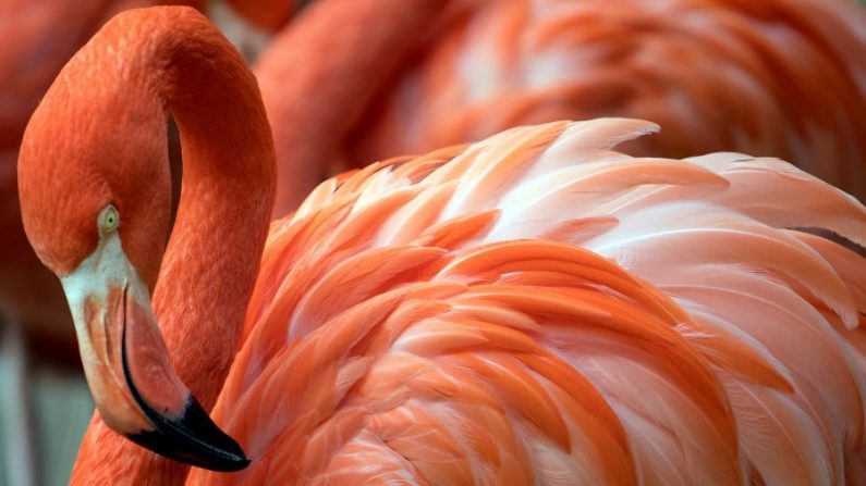 Un flamant rose dans un zoo de Duisburg, dans l'ouest de l'Allemagne. (Federico Gambarini/DPA/AFP/File Photo via Getty Images)