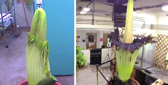 L'Arum titan ou Amorphophallus titanum, aussi connue sous le nom de « phallus de titan » (Crédit : Gustavus Adolphus College | YouTube)