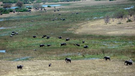 Botswana: réactions passionnées après le rétablissement de la chasse aux éléphants