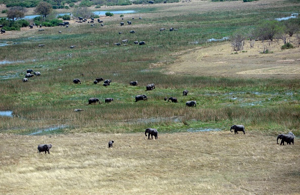 -Des éléphants errent dans les plaines du district de Chobe, dans le nord du Botswana, le 20 septembre 2018. Le Botswana est reconnu comme l'un des endroits les plus sûrs pour les éléphants et compte plus de 100 000 habitants dans le parc national de Chobe, dans le nord-est du pays. Photo de MONIRUL BHUIYAN / AFP / Getty Images.