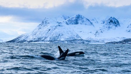 Climat: en Arctique, Washington veut une approche pro-croissance économique