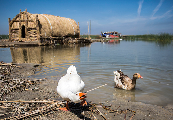 -Cette photo prise le 29 mars 2019 montre des oies nageant dans les marais du district de Chibayish. Les marais du sud de l'Irak s'épanouissent à nouveau grâce à une vague d’écotourismes qui pique-niquent et descendent dans les méandres de leurs rivières. Photo de Hussein FALEH / AFP / Getty Images.