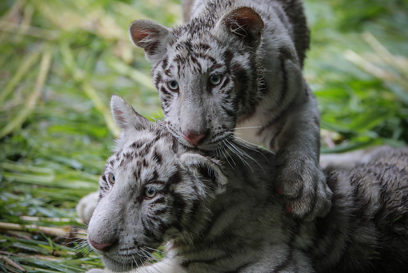 -« Halime », une femelle tigre blanc et Osman, un tigre blanc mâle âgé de 5 mois sont ramenés du Mexique, le 27 mai 2019. Les oursons sont les nouveaux hôtes du zoo national du Nicaragua, qui compte 400 animaux de 90 espèces, selon des sources du parc. Photo INTI OCON / AFP / Getty Images.