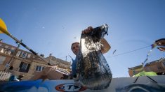 À Marseille, 1,2 tonne de déchets ramassés en une journée lors d’une course en kayak