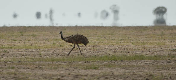 -Un oiseau australien incapable de voler, cherche de la nourriture dans la terre sèche près de la ville agricole australienne au nord-ouest de Sydney. La ville agricole australienne qui tire son nom du mot aborigène désignant la réunion de deux rivières est en proie à la pire sécheresse du siècle, avec des agriculteurs désillusionnés qui luttent pour rester à flot. Photo PETER PARKS / AFP / Getty Images.