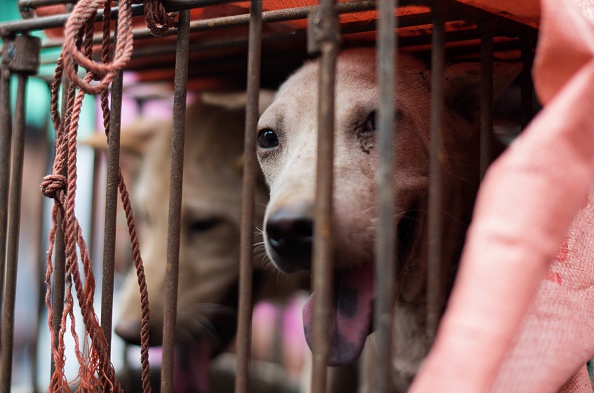 Dans le Guangin Yulin, dans le sud de la Chine, dans la province du Guangxi, la ville organise un festival annuel consacré à la viande des chiens lors du solstice d'été.    (Photo : JOHANNES EISELE/AFP/Getty Images)