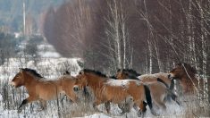 En quelques siècles seulement, les humains ont changé les chevaux