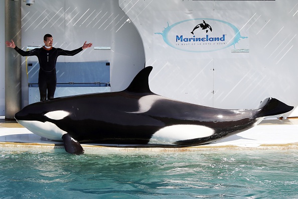 Un employé entraîne une orque dans une piscine du parc à thème Marineland, sur la côte d'Azur, à Antibes.     (Photo : VALERY HACHE/AFP/Getty Images)