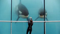 Antibes : la justice rejette la nomination d’un expert pour ausculter les orques du parc Marineland