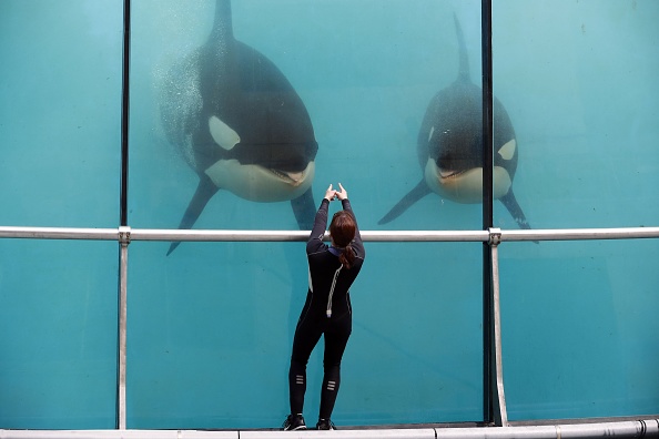 un employé entraîne des orques dans une piscine du parc à thème Marineland sur la côte d'Azur à Antibes.  (Photo : VALERY HACHE/AFP/Getty Images)